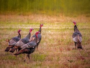 Group of four turkeys in a field looking at a lone turkey.