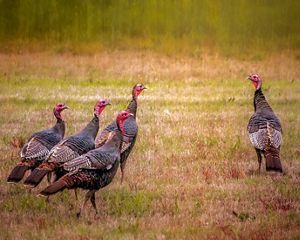 Group of four turkeys in a field looking at a lone turkey.