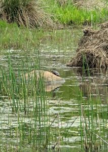 Turtle on a rock in a restored wetland.
