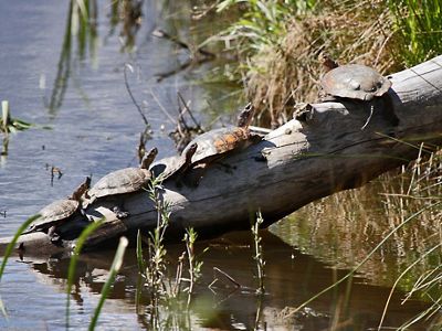 A group of turtles on a log sticking out of a pond.