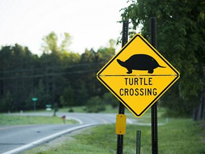 A crossing sign warns motorists to be on the lookout for turtles making their way across Highway 84.
