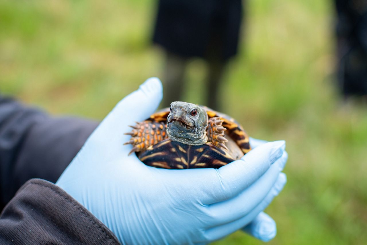 Turtle Retrieving Dogs Dogs Lend Their Noses to Find Turtles for Science | TNC Illinois