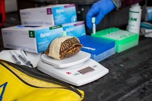 A turtle being weighed.