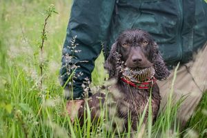 Skeeter the dog with a turtle in her mouth.