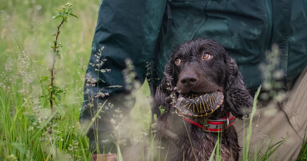 Turtle Retrieving Dogs Dogs Lend Their Noses to Find Turtles for Science | TNC Illinois