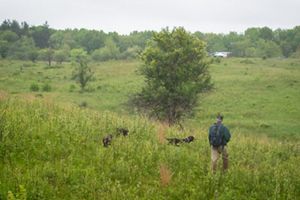 A man walks through a field of tall grasses, following closely behind two brown dogs.