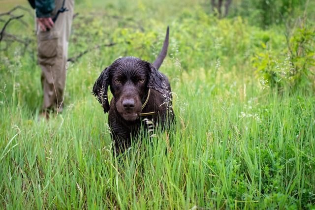 Turtle Retrieving Dogs Dogs Lend Their Noses to Find Turtles for Science | TNC Illinois