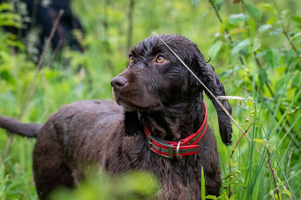 Turtle Retrieving Dogs Dogs Lend Their Noses to Find Turtles for Science | TNC Illinois