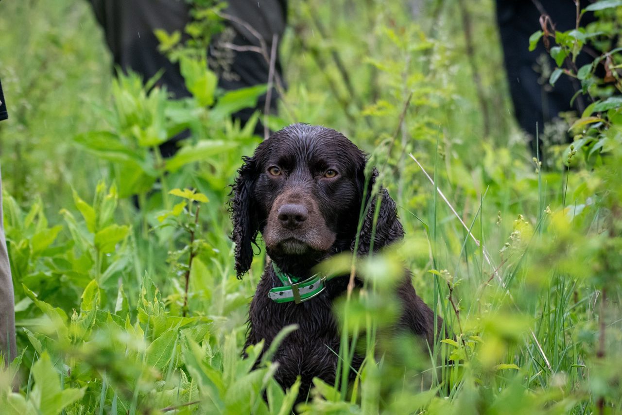 Turtle Retrieving Dogs Dogs Lend Their Noses to Find Turtles for Science | TNC Illinois