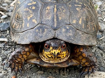 A brown-and-mustard-yellow-colored turtle looks directly at the center of the frame.