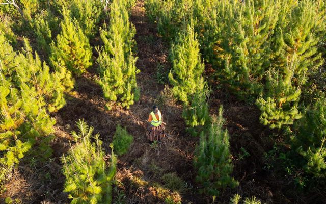 Aerial photo of a woman standing in a planted woodland.