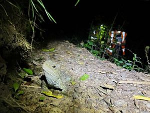 A grayish lizard rests on a rock.