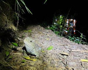 A grayish lizard rests on a rock.