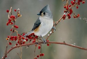 A tufted titmouse on a branch of frozen red berries.