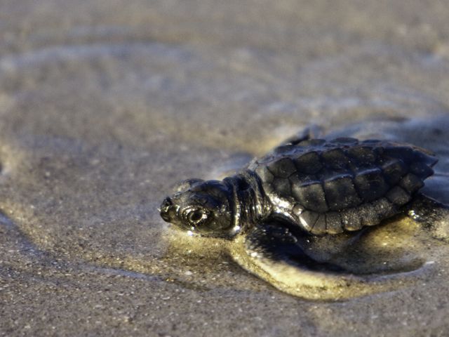 Juvenile Kemp’s Ridley sea turtle moving through wet sand.