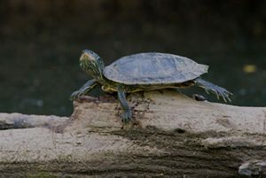 A gray and green turtle rests on a log.