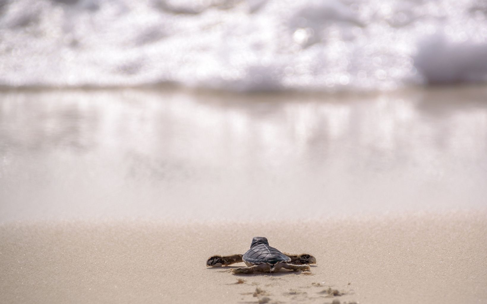 A baby turtle waddles on the sand on its way toward the ocean.