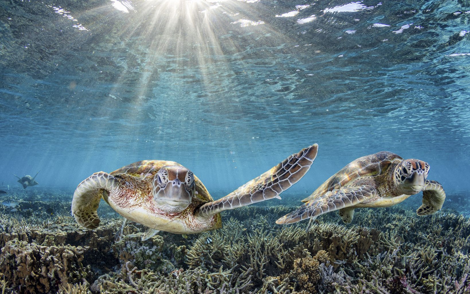 Two endangered Green Sea Turtles slapping some fins as they swim through the coral gardens on Lady Elliot Island.