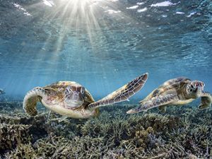 Two endangered Green Sea Turtles slapping fins as they swim through the coral gardens on Lady Elliot Island.