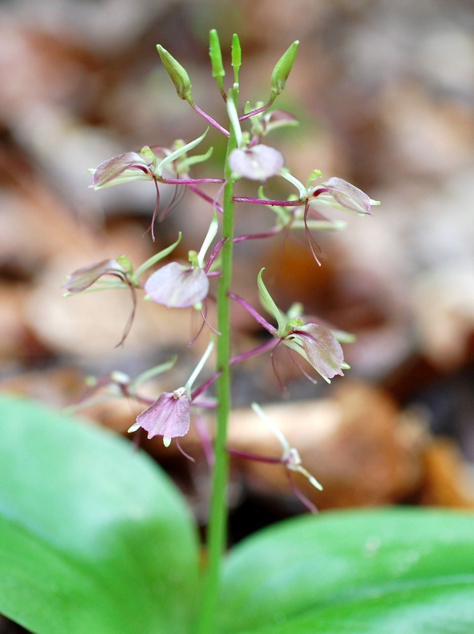 Fernbrook Natural Area Virginia The Nature Conservancy