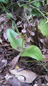 Small purplish orchid on forest floor.