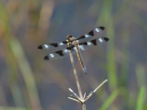 Twelve spotted skimmer dragonfly on a twig