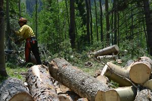 A staff member cutting down a tree in the woods.