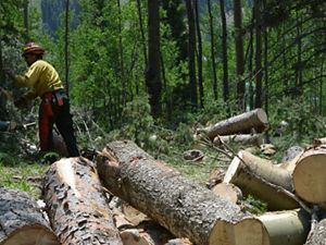 A staff member cutting down a tree in the woods.