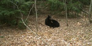 Two black bears in a forest clearing. 