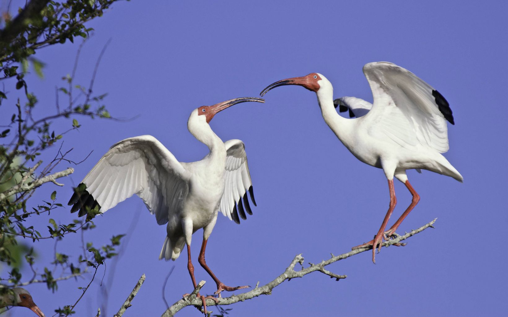 Two big white birds stand on a branch and connect via long beaks.