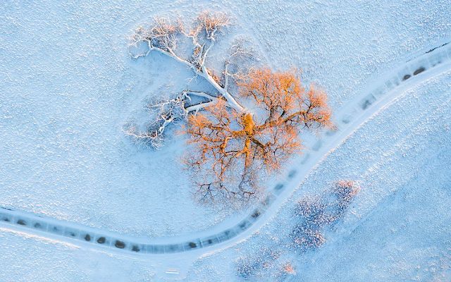 Aerial shot of a tree on snowy ground.
