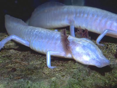 A pink salamander with frilly external gills and no eyes.