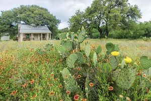 A small cabin sits in a field of wildflowers and flowering cactus.