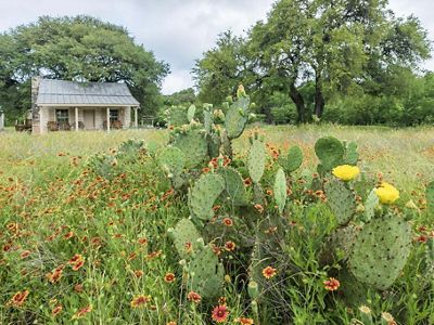 Cacti and wildflowers in a field in front of a small wooden house.