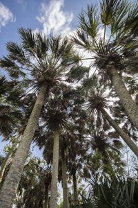 A cluster of palm tree trunks with long fronds.