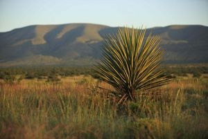 A bush with sharp spines grows above a desert grassland field.