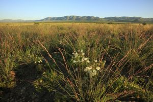 Small mountains loom over a field of arid tall grass dotted with white flowers.
