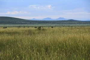 A field of green grass with small blue mountains in the background.