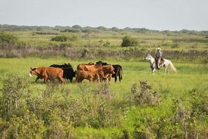 A man wearing a cowboy hat rides a white horse, herding a group of cattle through a grassy pasture.