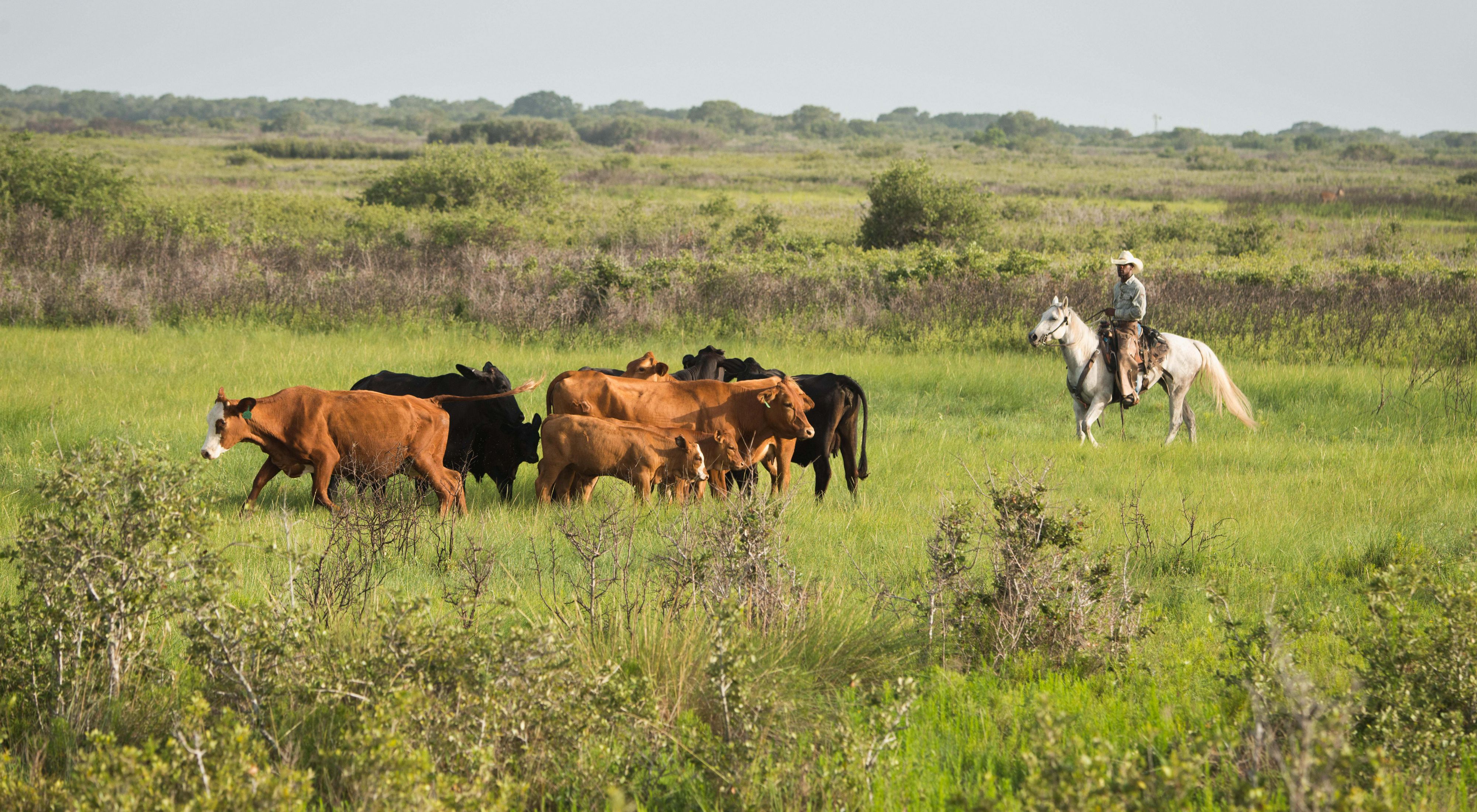 A man wearing a cowboy hat rides a white horse, herding a group of cattle through a grassy pasture.