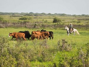 A man wearing a cowboy hat rides a white horse, herding a group of cattle through a grassy pasture.