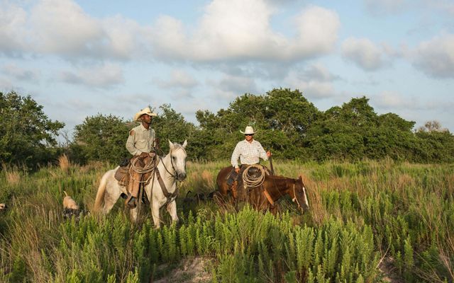 Two men in cowboy hats sit on horses in an overgrown, green field as multiple dogs follow them.