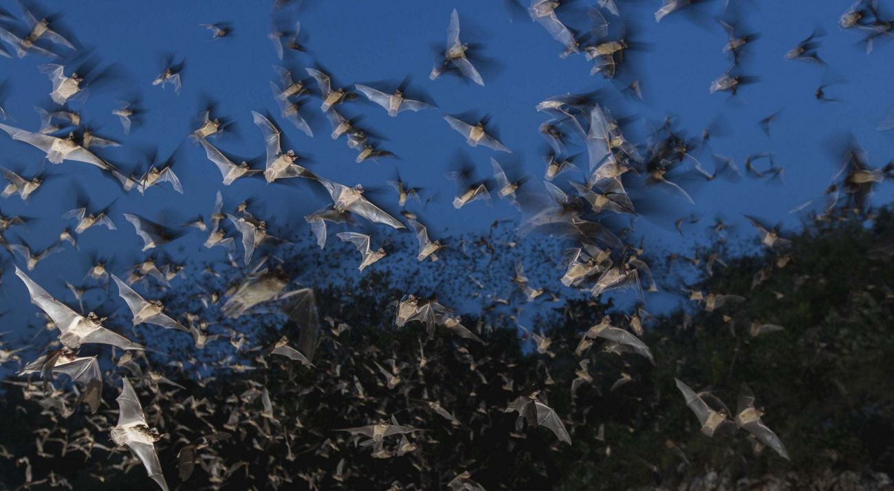 Thousands of bats fly across the evening sky.