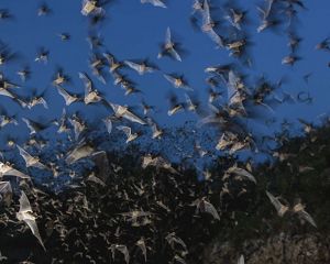 Thousands of bats fly across the evening sky.