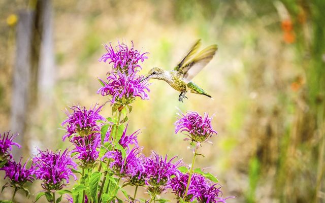 A hummingbird feeding on the nectar of vibrant purple wildflowers.