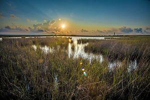 An expanse of green and brown marsh grass submerged in bay water as the sun shines brightly overhead.