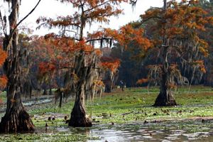 A series of trees with thick trunks and branches covered in Spanish moss tower over languid lake waters covered in lily pads.