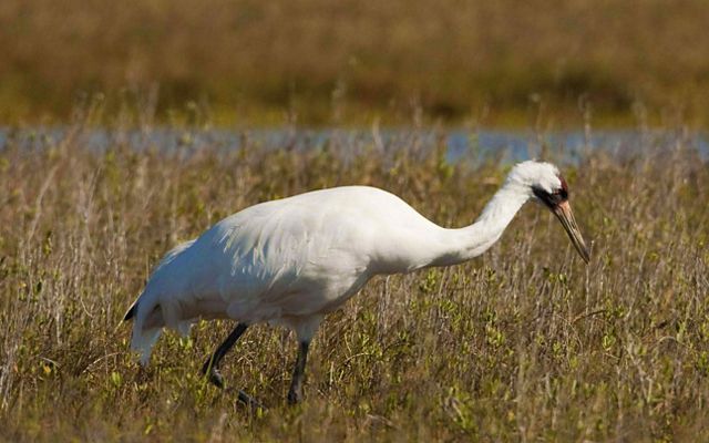 A large white bird walks through tall marshy grass.