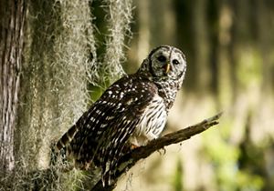 An owl stares straight at the camera with mottled, brown feathers and a white chest.