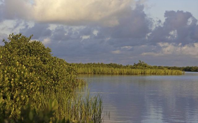 Dense green mangrove and marsh habitat intertwine along languid blue coastal waters.